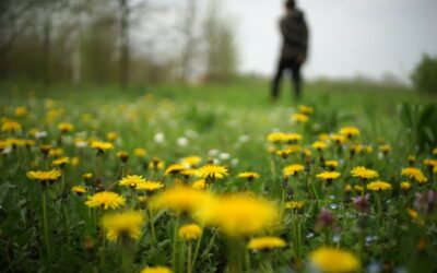 5 Edible and Medicinal Springtime Weeds